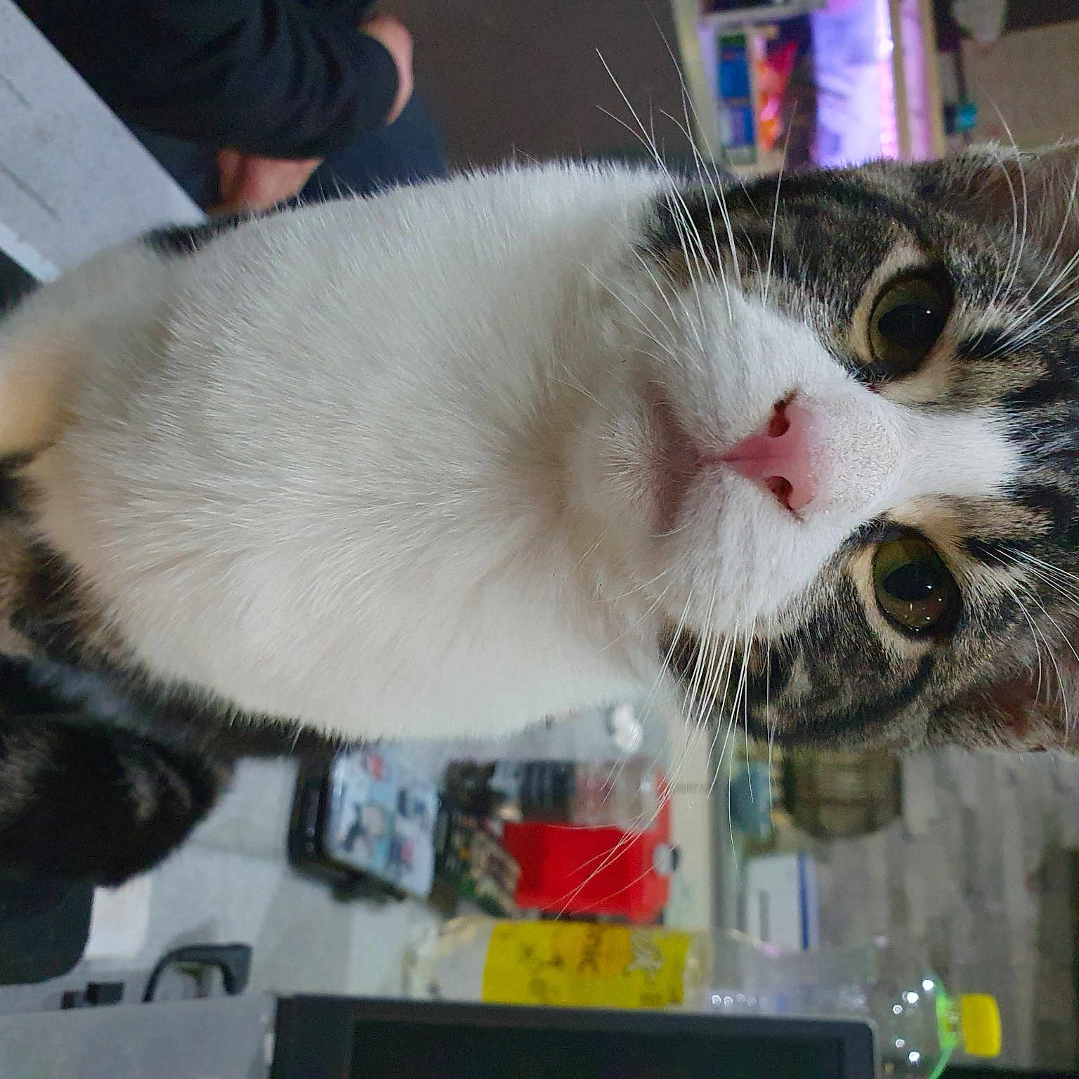 Milo