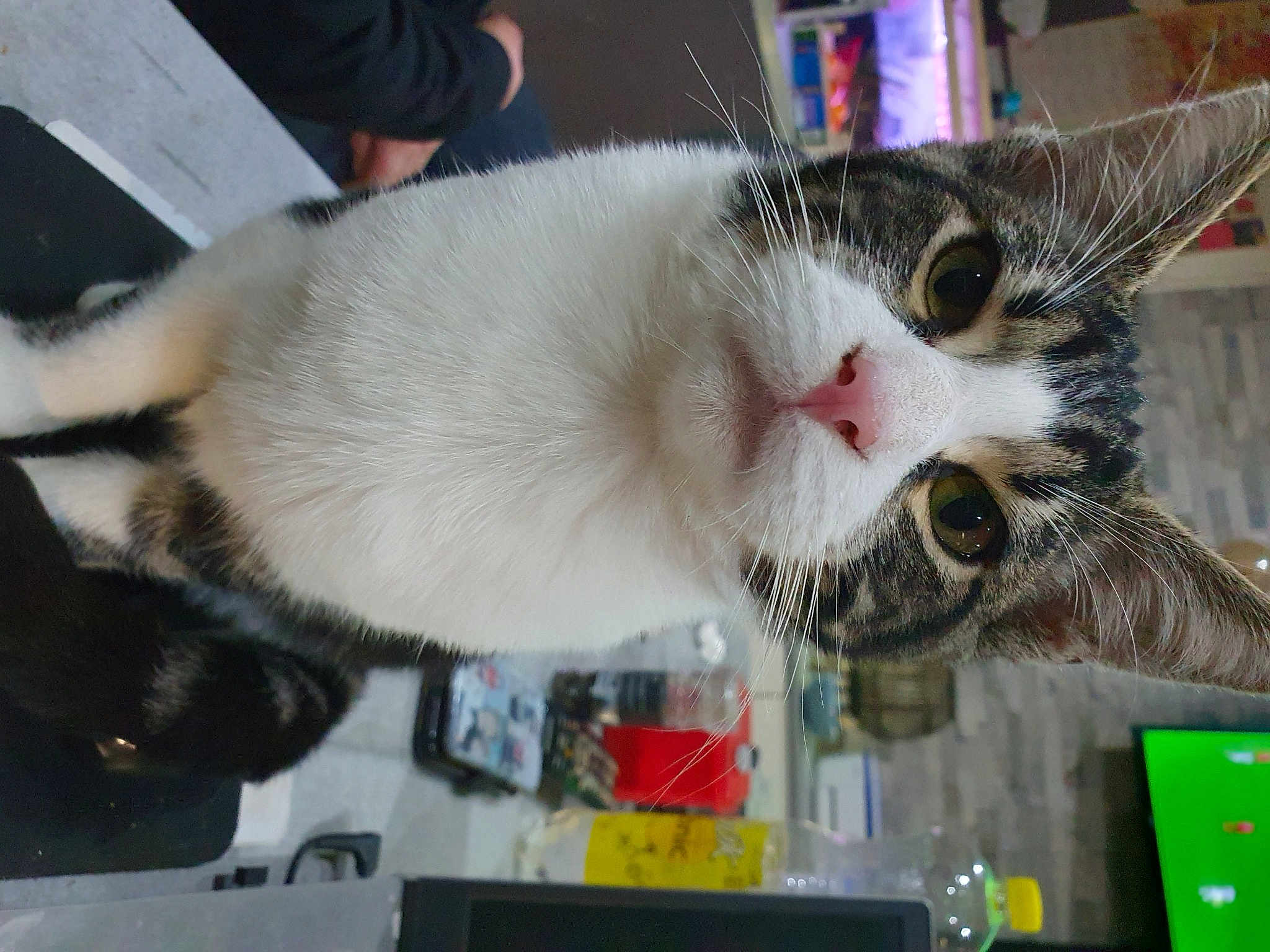 Milo