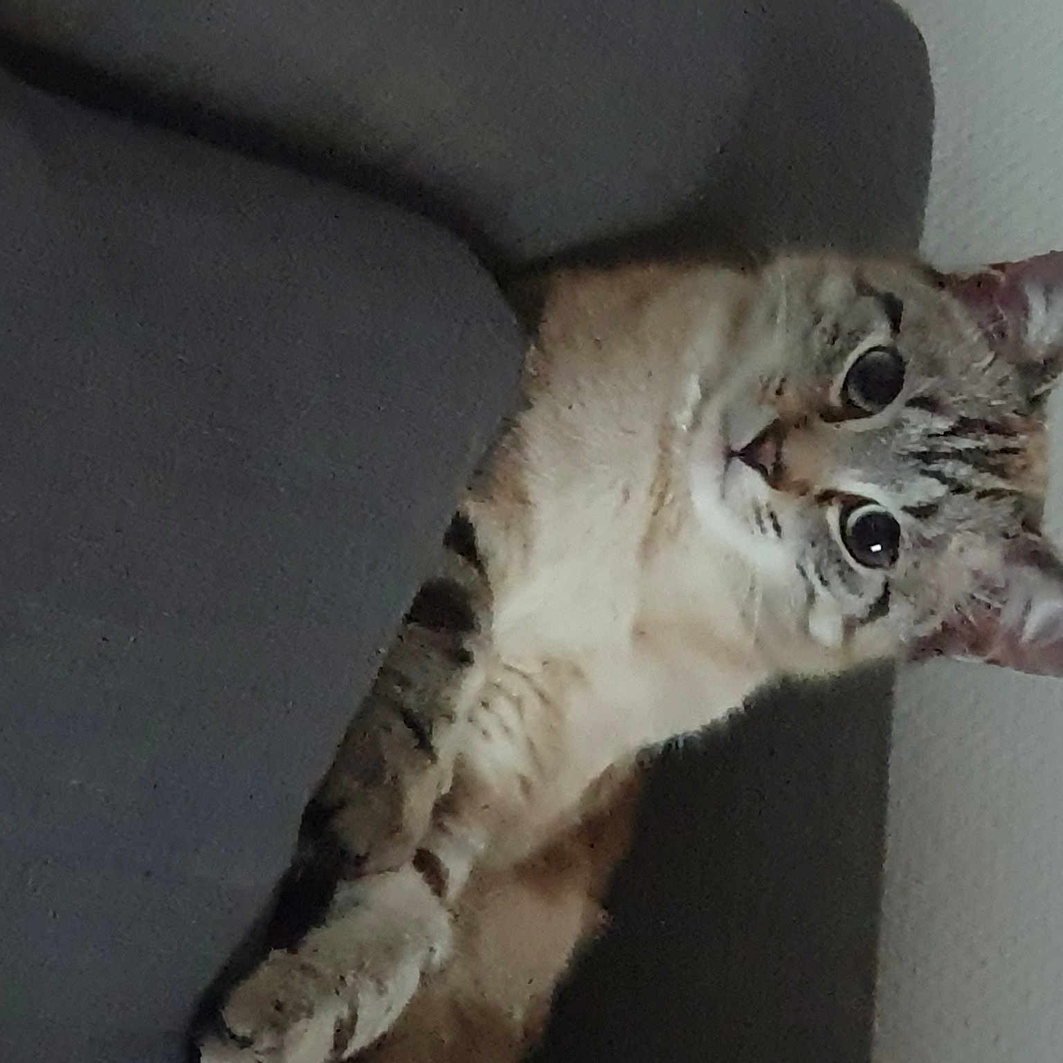 Simba