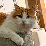 Goldfish is registered to the contest to win money with this photo: cat, close_up, couch, cozy, curious, ear, eyes, feline, fluffy, furniture, ginger_cat, household, indoor, long_haired, paw, pet, portrait, relaxed, whiskers, white_cat