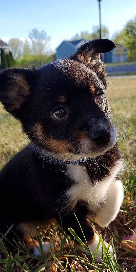 Tater joined the competition — help win amazing prizes! australian_kelpie, canidae, carnivore, companion_dog, corgi_chihuahua, dog, dog_breed, grass, mammal, miniature_fox_terrier, plant, puppy, rare_breed_dog, rat_terrier, snout, sporting_group, teddy_roosevelt_terrier, texas_heeler, toy_fox_terrier, whiskers