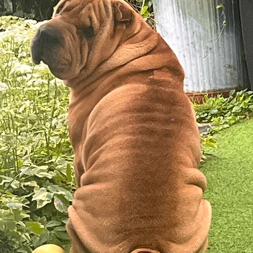 Niska participe au concours pour gagner de l'argent avec cette photo : animal, ball, baseball, baseballball, boxer, bulldog, canine, dog, grass, jar, lawn, pet, pitbull, plant, planter, pottedplant, puppy, sport, tennis, tennisball