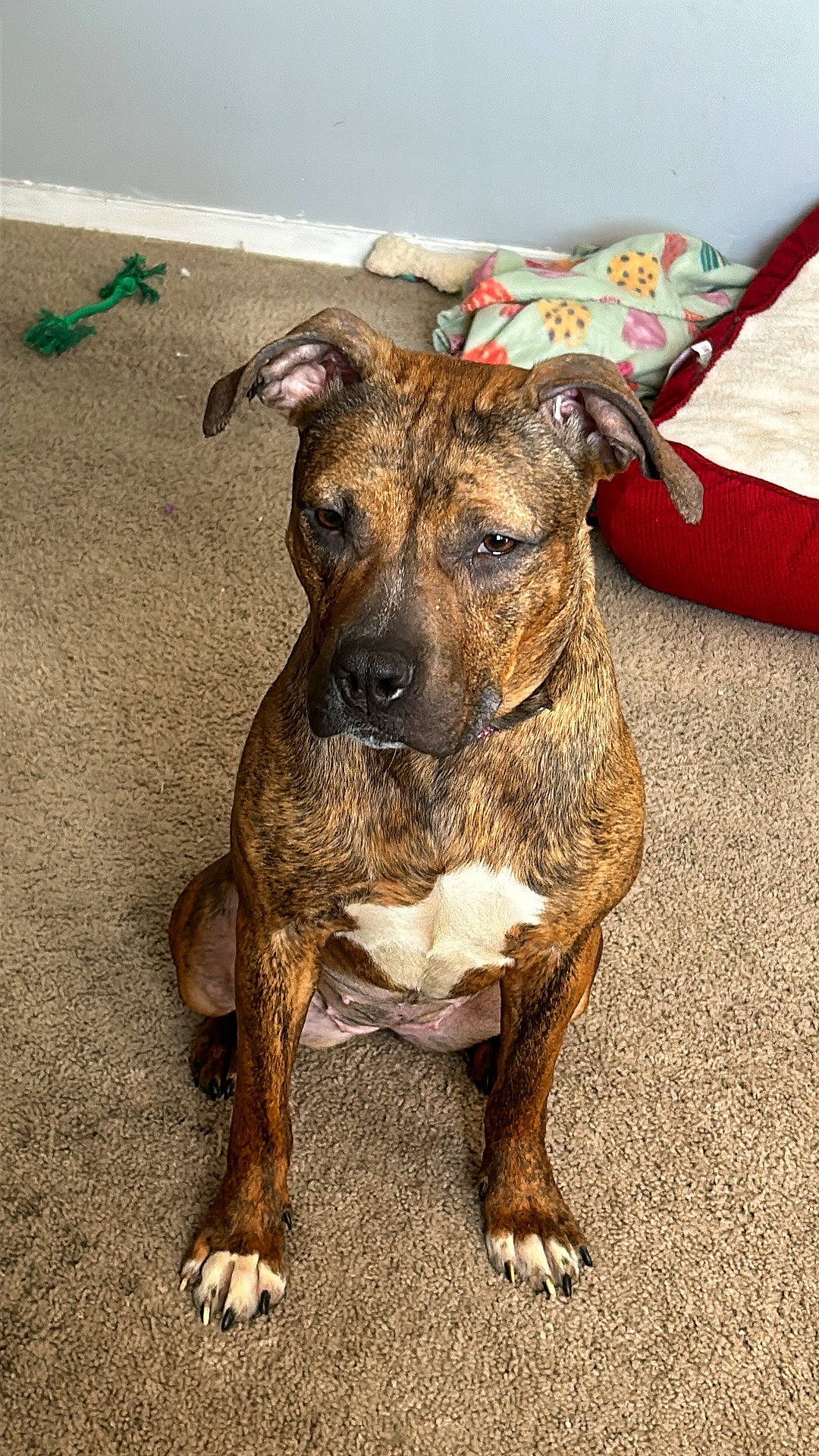 Caramel is registered to the contest to win money with this photo: ancient_dog_breeds, canidae, carnivore, collar, companion_dog, dog, dog_breed, dog_collar, dogo_sardesco, fawn, guard_dog, hound, non_sporting_group, snout, sporting_group, street_dog, terrier, whiskers, working_animal, working_dog