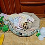 Rainy And Domino is registered to the contest to win money with this photo: dog, pet_bed, blanket, toy, floor, wooden_cabinet, small_dog, cozy, indoor, pastel_colors, plush_toy, animal, cute, resting, wrapped, peeking, canine, home, comfort, relaxed