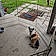Rainy And Domino