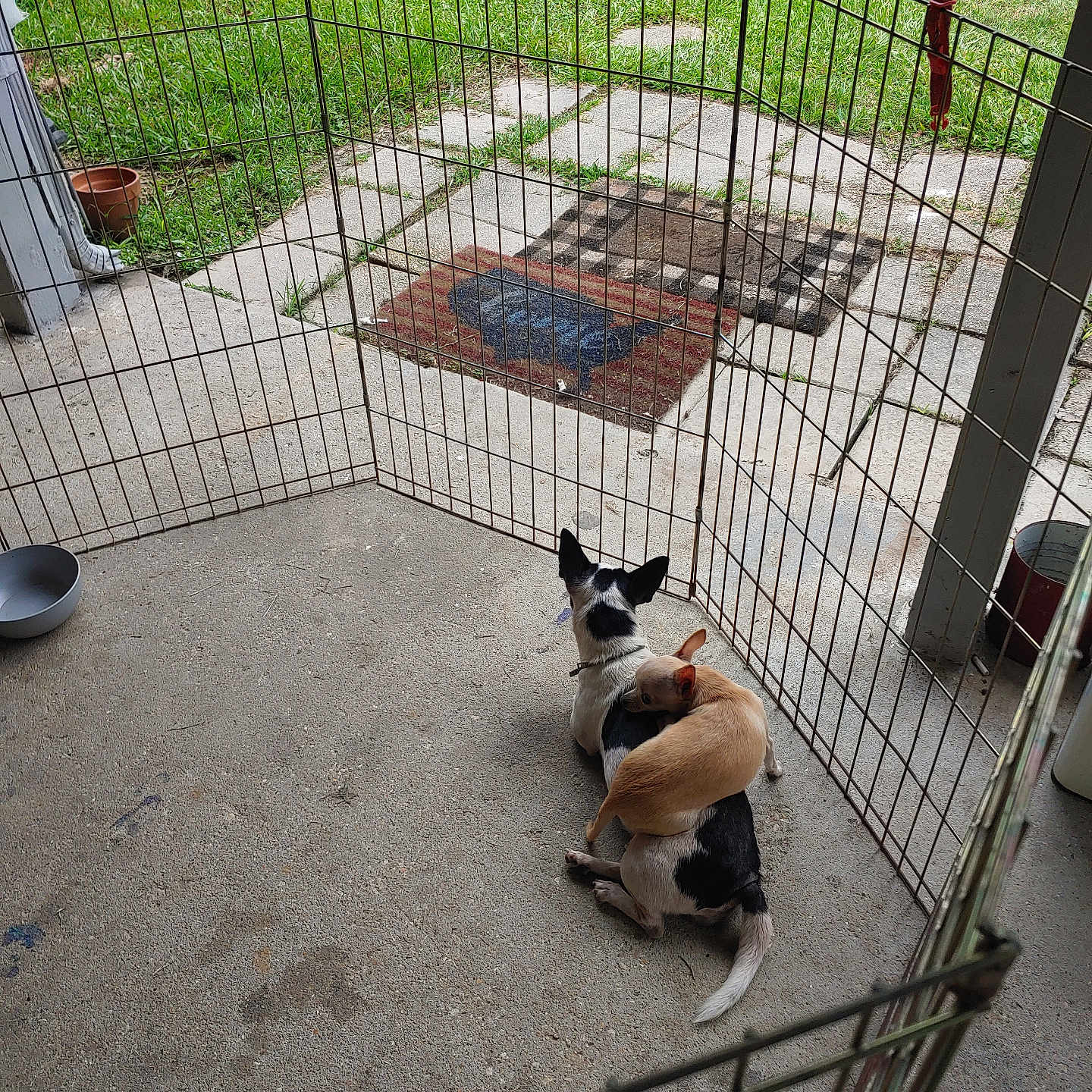 Rainy And Domino joined the competition — help win amazing prizes! animal, backyard, black_and_white, canine, collar, companion, concrete_floor, dog, enclosure, fence, grass, outdoor, paving_stones, pet, pet_bowl, playful, playpen, resting, tan, two_dogs