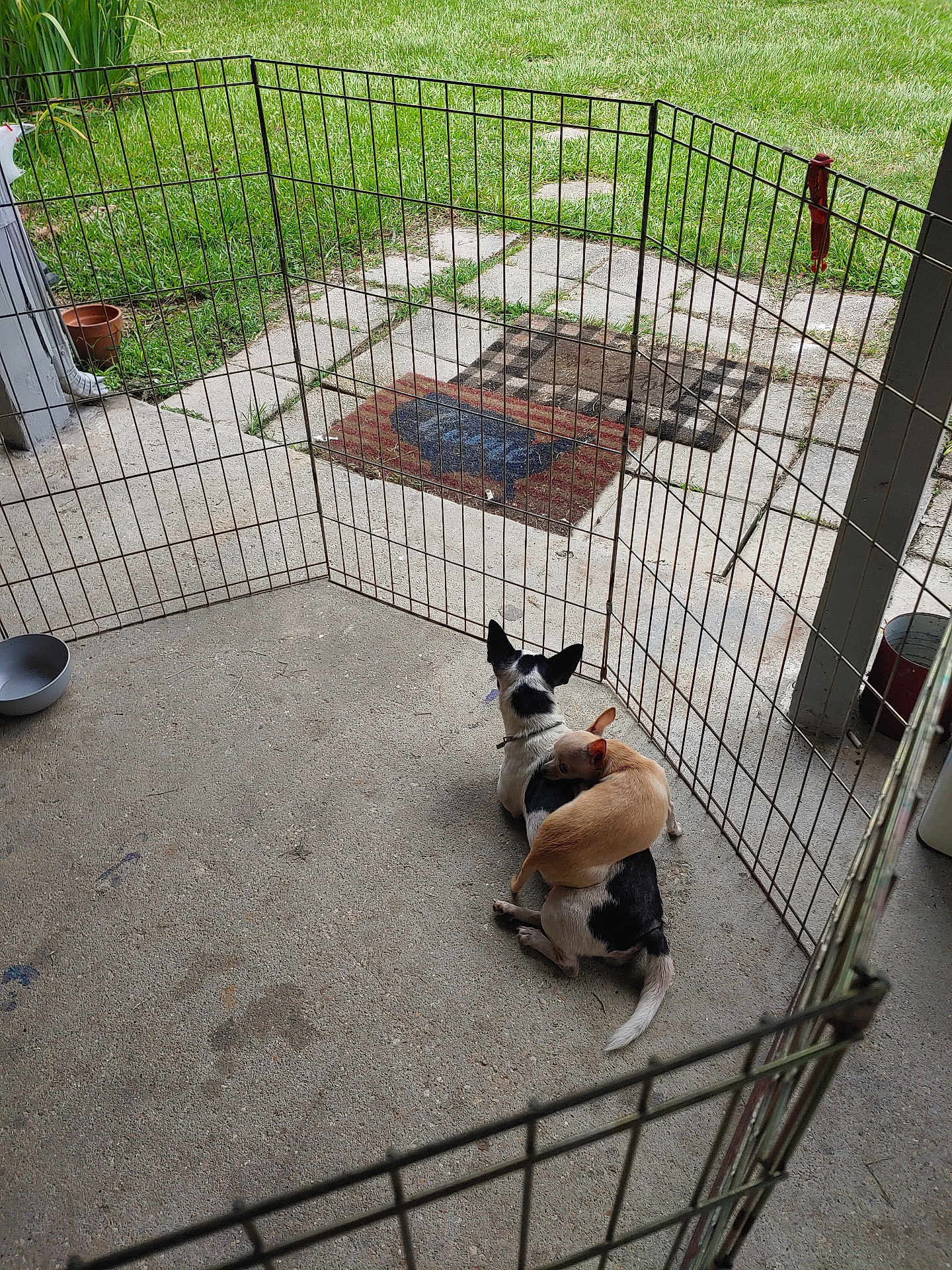 Rainy And Domino joined the competition — help win amazing prizes! dog, playpen, concrete_floor, grass, paving_stones, outdoor, pet, animal, black_and_white, tan, playful, enclosure, fence, collar, two_dogs, backyard, resting, companion, canine, pet_bowl