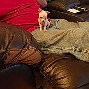 Rainy And Domino joined the competition — help win amazing prizes! puppy, dog, person, jeans, red_shirt, leather_couch, green_cloth, indoor, sitting, small_dog, cute, pet, lap, relaxing, casual, cozy, furniture, brown, home, domestic