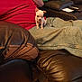 puppy, dog, person, jeans, red_shirt, leather_couch, green_cloth, indoor, sitting, small_dog, cute, pet, lap, relaxing, casual, cozy, furniture, brown, home, domestic