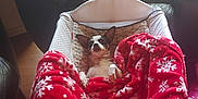Rainy And Domino joined the competition — help win amazing prizes! dog, blanket, red_blanket, snowflake_pattern, cushion, baby_seat, leather_couch, snack_bag, indoor, wooden_floor, pet, resting, comfort, relaxation, small_dog, ears_up, looking_up, home_interior, furniture, cozy