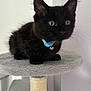 Salem is registered to the contest to win money with this photo: animal, bell, black_cat, blue_collar, cat_tree, closeup, curious, cute, domestic, feline, fur, indoor, kitten, mammal, perched, pet, playful, small, soft, whiskers