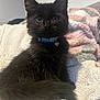 animal, bedroom, black_kitten, blanket, blue_collar, cat, closeup, cozy, cute, domestic_animal, feline, fur, indoor, kitten, pet, portrait, sitting, soft, whiskers, young_cat