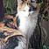 Katt