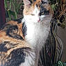 animal, calico_cat, cat, dried_flowers, ears, feline, flowers, fur, green_eyes, home_decor, houseplants, indoor, long_hair, multicolored_fur, paws, pet, portrait, shelf, sitting, whiskers