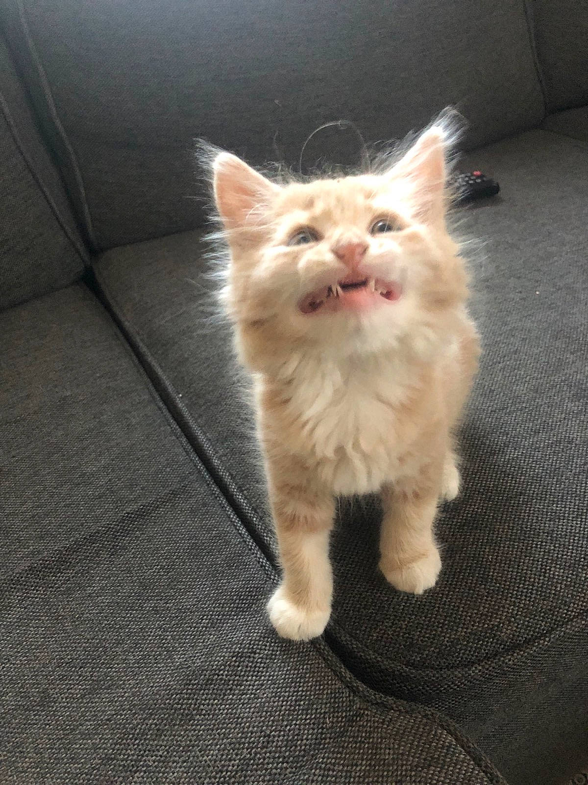 Archi a rejoint le concours — aidez-le/la à gagner de superbes lots ! carnivore, cat, domestic_long_haired_cat, fawn, felidae, fur, kitten, laperm, maine_coon, mammal, norwegian_forest_cat, polydactyl_cat, ragamuffin, ragdoll, skin, small_to_medium_sized_cats, tail, turkish_angora, vertebrate, whiskers