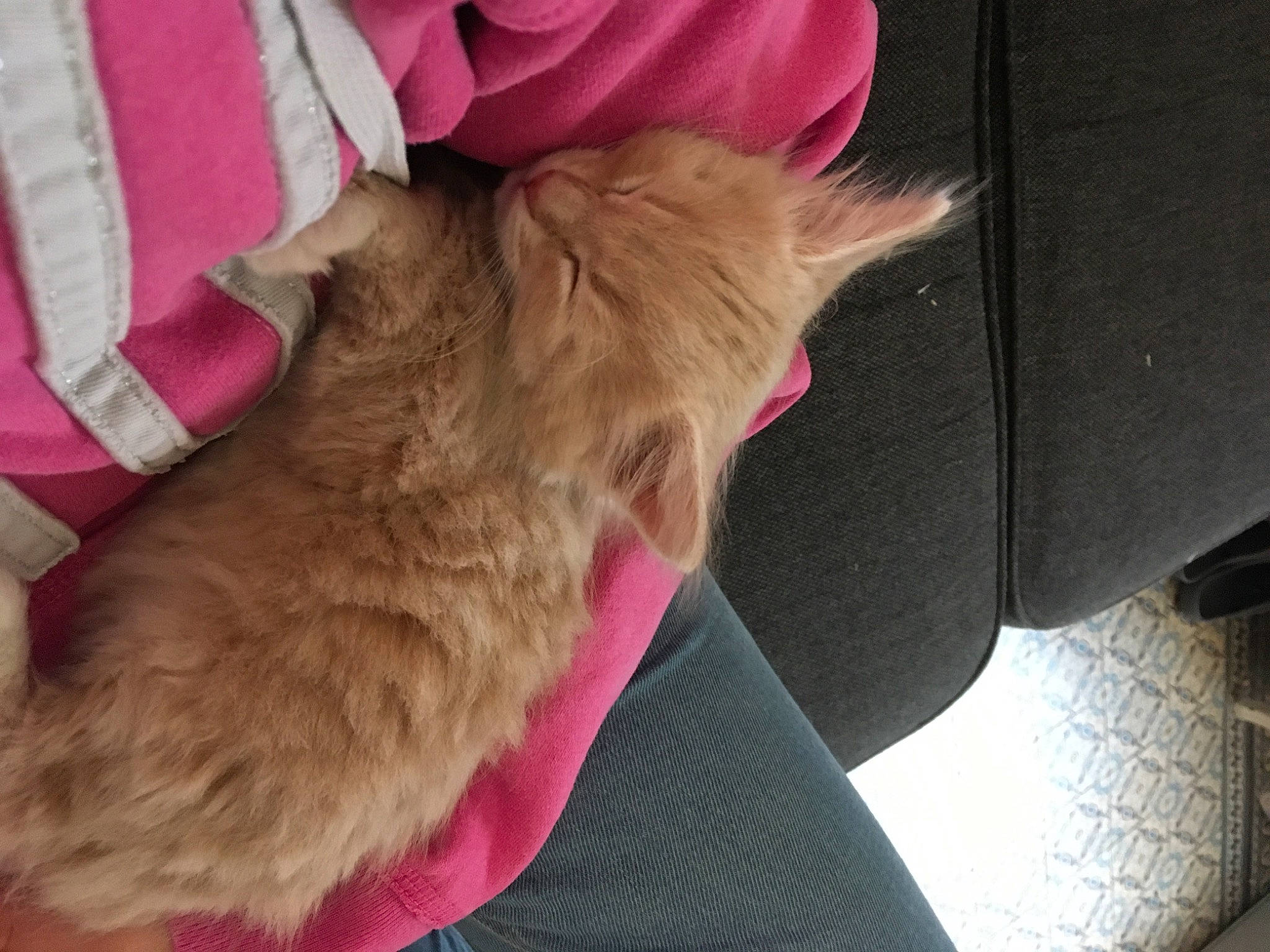 Archi participe au concours pour gagner de l'argent avec cette photo : canidae, carnivore, cat, companion_dog, dog, dog_breed, fawn, fur, pink, sporting_group