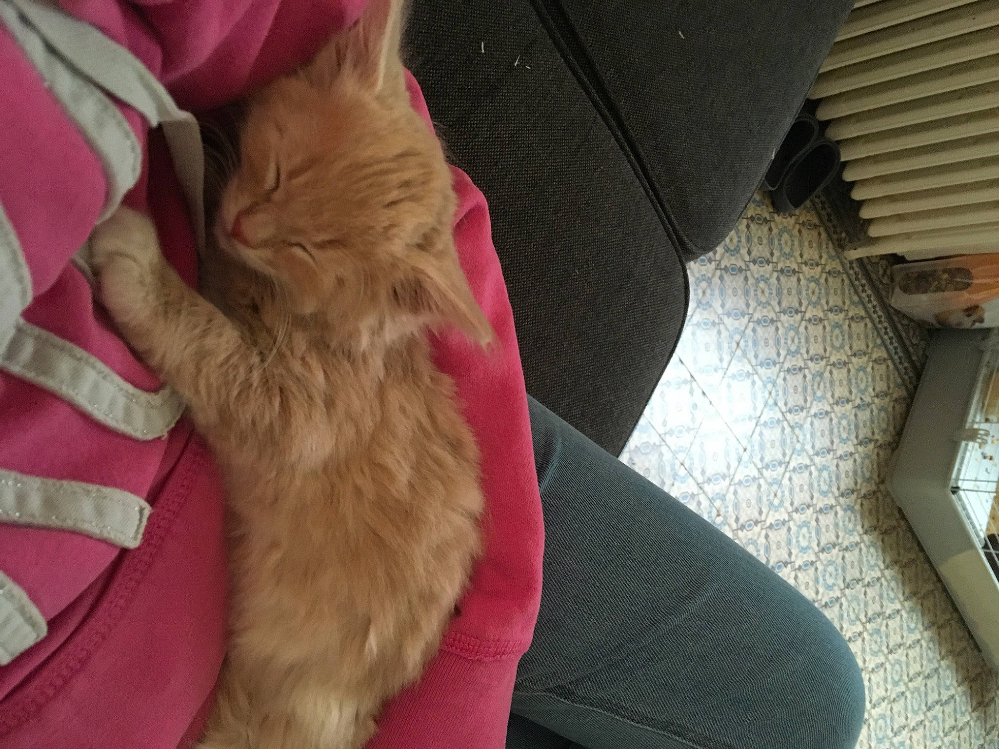 Archi participe au concours pour gagner de l'argent avec cette photo : carnivore, cat, fawn, felidae, fur, small_to_medium_sized_cats, tail, textile, whiskers