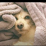 Karma is registered to the contest to win money with this photo: dog, blanket, cozy, fur, pet, cute, snuggled, indoors, comfort, sleepy, warm, face, nose, fur_texture, animal, resting, wrapped, soft, expression, closeup