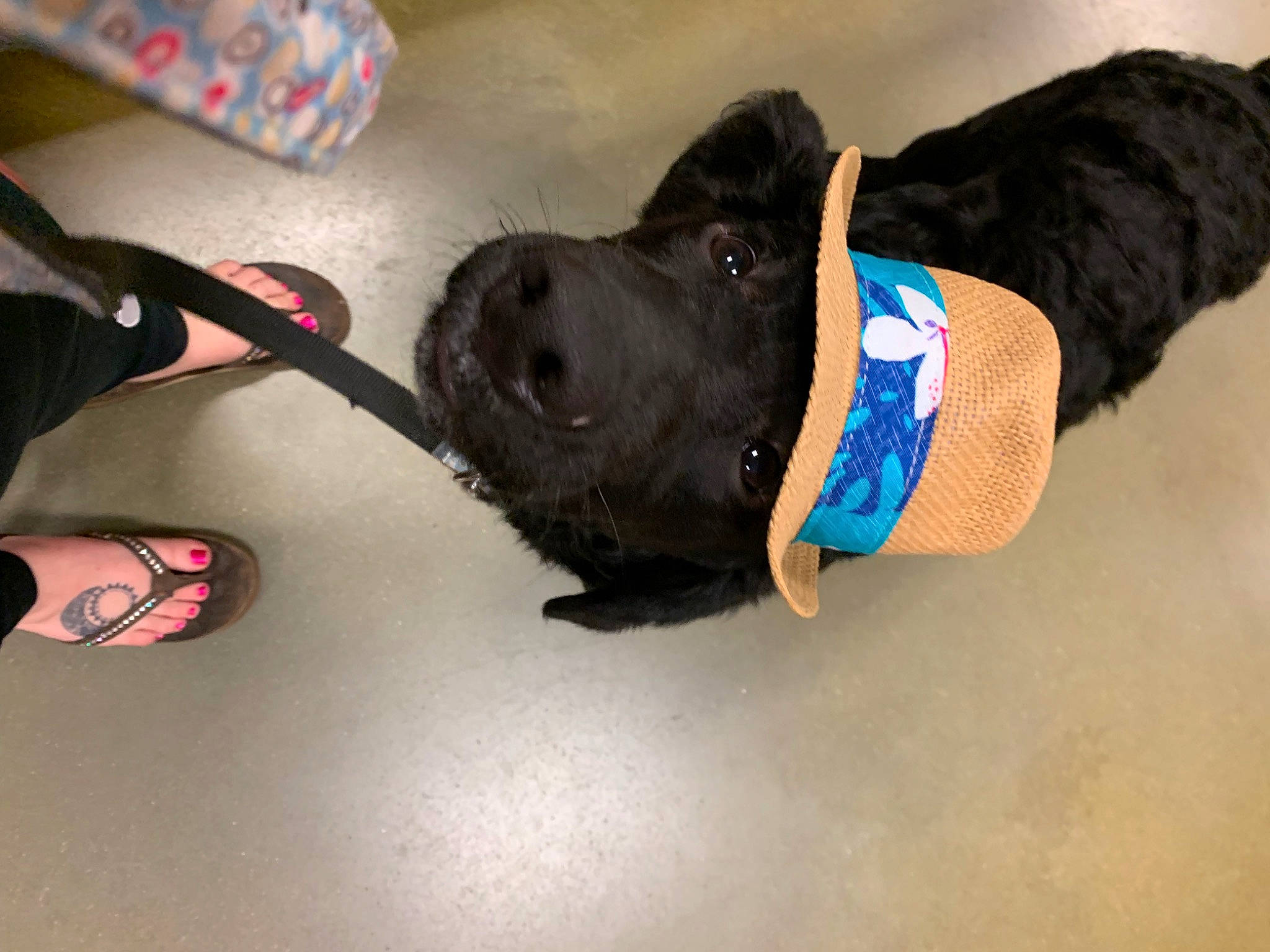 Cyrus is registered to the contest to win money with this photo: canidae, carnivore, companion_dog, dog, dog_breed, dog_clothes, dog_collar, fawn, leash, non_sporting_group, puppy, snout, sporting_group