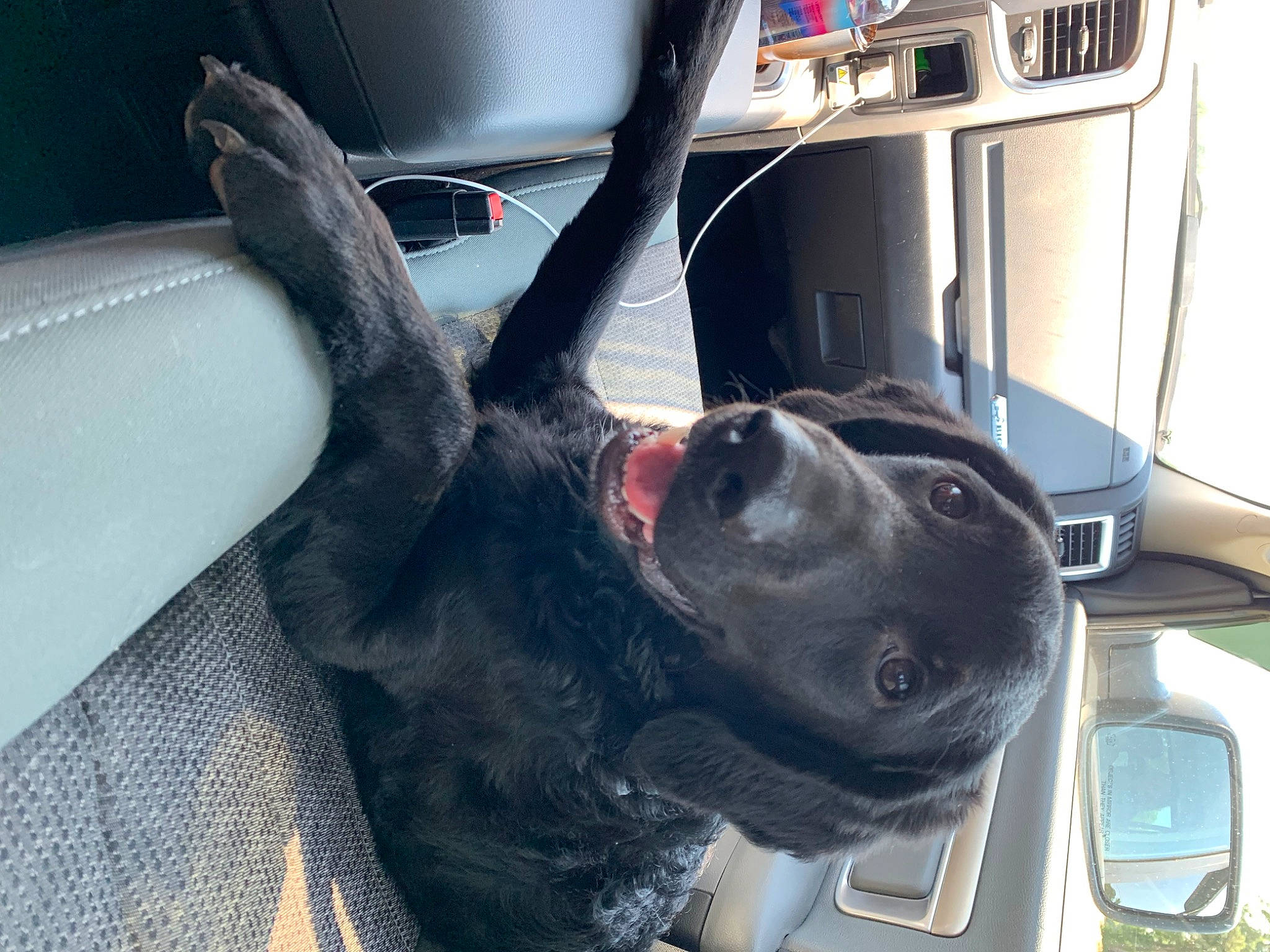 Cyrus joined the competition — help win amazing prizes! canidae, carnivore, dog, dog_breed, ear, guard_dog, non_sporting_group, snout, sporting_group