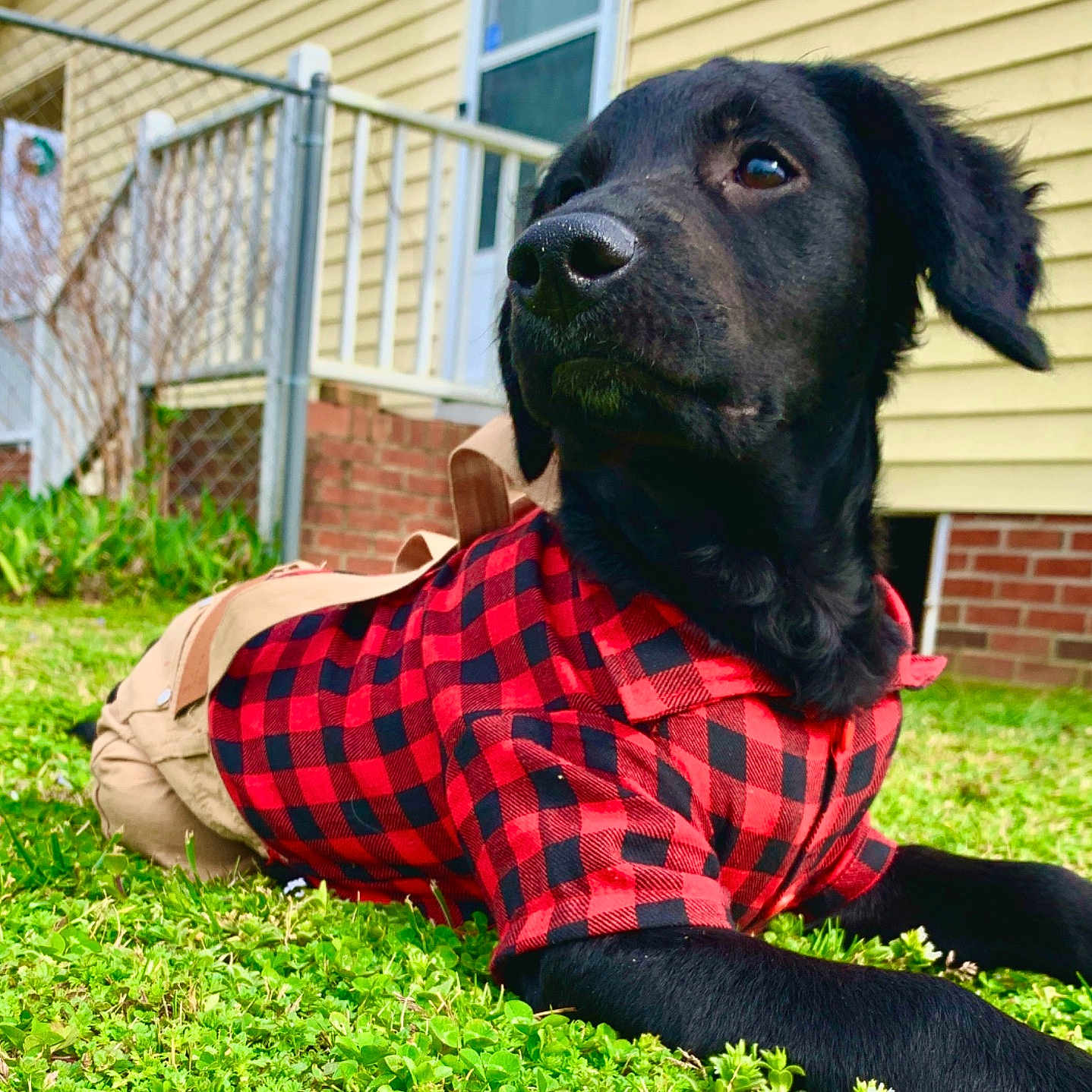 Cyrus