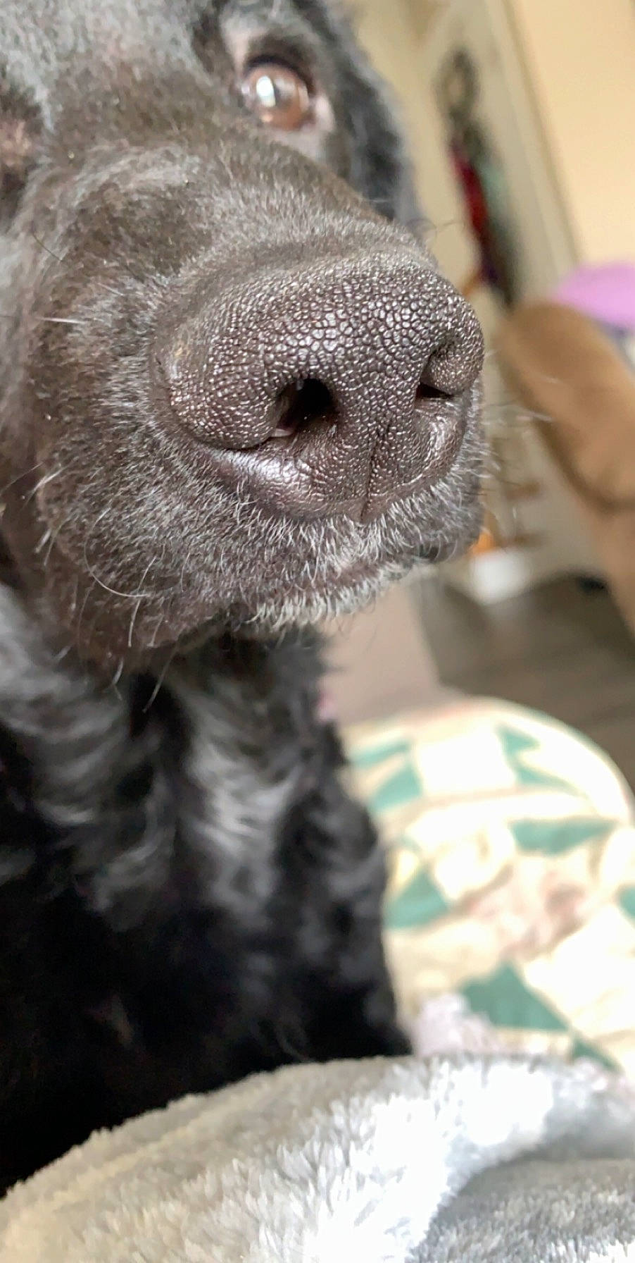 Cyrus joined the competition — help win amazing prizes! canidae, carnivore, dog, dog_breed, mammal, nose, puppy, russian_blue, snout, sporting_group, vertebrate