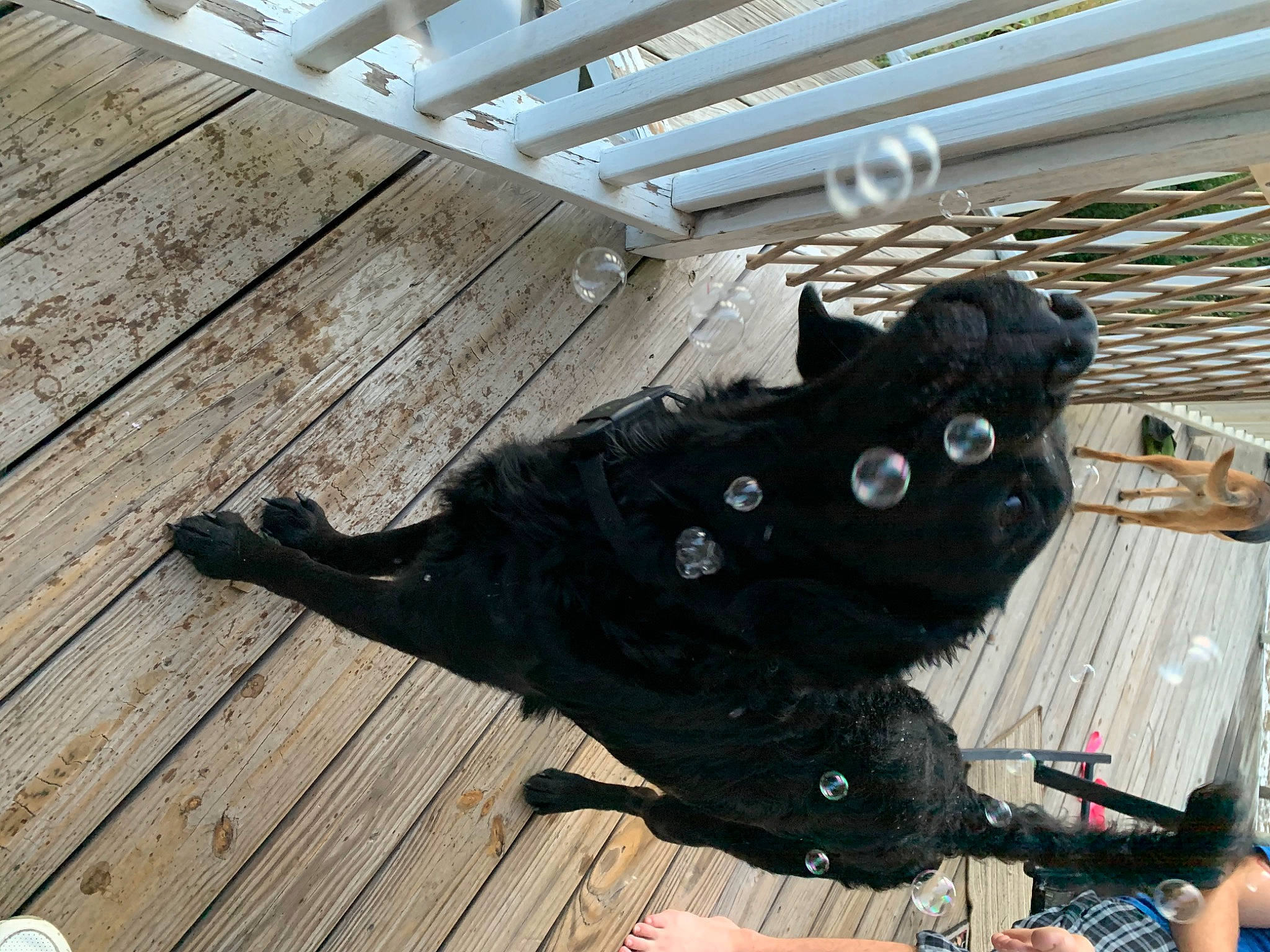 Cyrus joined the competition — help win amazing prizes! black_cat, cat, floor, games, glove, hand