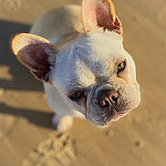 Coco is registered to the contest to win money with this photo: dog, french_bulldog, animal, pet, beach, sand, sunlight, shadow, closeup, ears, cute, outdoor, portrait, canine, looking_up, mammal, whiskers, nose, head, fur
