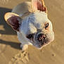 dog, french_bulldog, animal, pet, beach, sand, sunlight, shadow, closeup, ears, cute, outdoor, portrait, canine, looking_up, mammal, whiskers, nose, head, fur