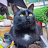 Nephtys a rejoint le concours — aidez-le/la à gagner de superbes lots ! cat, black_cat, animal, pet, feline, golden_eyes, white_chest, whiskers, pointed_ears, close_up, portrait, sitting, planter, soil, garden, plants, outdoor, colorful_background, sharp_focus, funny_expression