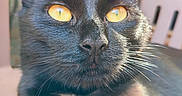 Nephtys participe au concours pour gagner de l'argent avec cette photo : cat, black_cat, golden_eyes, animal, pet, feline, whiskers, fur, glossy_fur, white_chest, close_up, portrait, indoor, sunlight, face, ears, nose, eyes, sharp_focus, cute