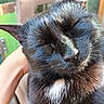 Nephtys a rejoint le concours — aidez-le/la à gagner de superbes lots ! cat, black_cat, close_up, feline, fur, whiskers, ears, closed_eyes, sleepy, relaxed, content, animal, pet, portrait, outdoor, sunlight, glossy_fur, white_chest, human_hand, chair