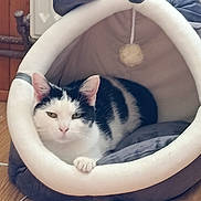 Amour a rejoint le concours — aidez-le/la à gagner de superbes lots ! cat, black_and_white, pet, animal, feline, indoor, cozy, pet_bed, sleeping, lounging, white_fur, black_fur, face, eyes, ears, paw, whiskers, soft_bed, home, wooden_floor