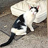 Amour a rejoint le concours — aidez-le/la à gagner de superbes lots ! cat, black_and_white, tuxedo_cat, animal, pet, sitting, outdoor, concrete, doormat, tail, fur, whiskers, ears, eyes, pink_nose, portrait, front_view, white, black, plastic_base