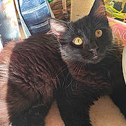 Onyx participe au concours pour gagner de l'argent avec cette photo : cat, black_cat, fluffy, fur, golden_eyes, pet, animal, portrait, close_up, sitting, indoors, home, sunlight, whiskers, ears, long_hair, relaxed, curious, dark_fur, cozy