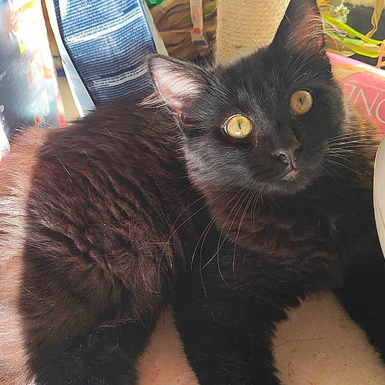 Onyx