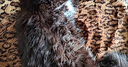 Onyx participe au concours pour gagner de l'argent avec cette photo : kitten, cat, black_cat, fluffy, fur, sleeping, lying_down, upside_down, paws, belly, white_patch, indoor, blanket, patterned_blanket, cozy, cute, pet, relaxed, closeup, portrait