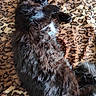kitten, cat, black_cat, fluffy, fur, sleeping, lying_down, upside_down, paws, belly, white_patch, indoor, blanket, patterned_blanket, cozy, cute, pet, relaxed, closeup, portrait