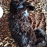 kittens, cats, black_fur, fluffy, sleeping, cuddling, pet, animals, litter, feline, whiskers, ears, paws, couch, carpet, patterned_background, indoor, cozy, cute, nap