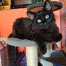 cat, black_cat, fluffy, feline, green_eyes, pet, animal, sitting, lounging, cat_tree, scratching_post, indoors, home, portrait, close_up, whiskers, ears, fur, playful, relaxed