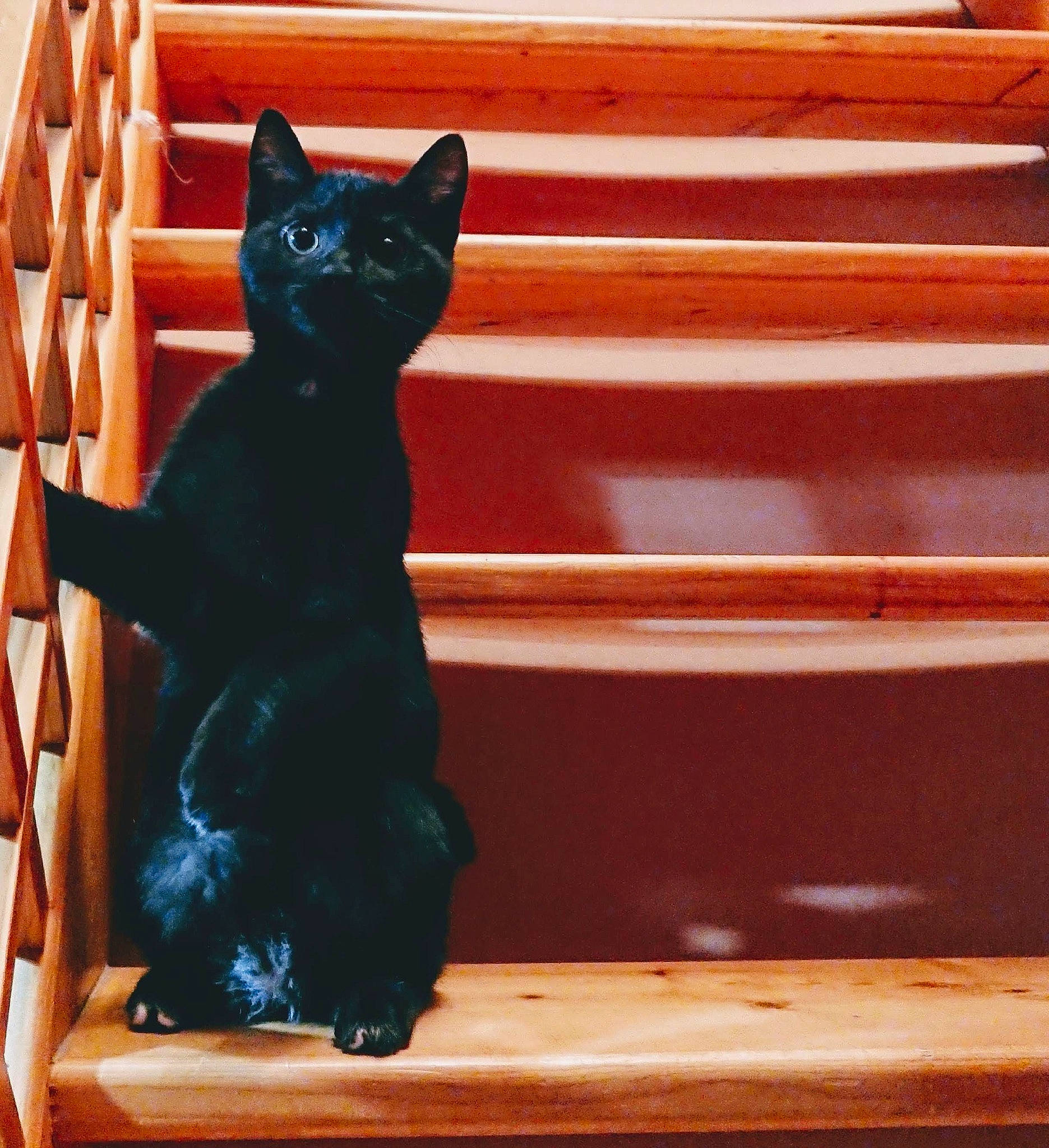 Calypse participe au concours pour gagner de l'argent avec cette photo : black_cat, bombay, carnivore, cat, domestic_short_haired_cat, electric_blue, eye, fawn, felidae, fur, head, small_to_medium_sized_cats, snout, stairs, tail, terrestrial_animal, tints_and_shades, whiskers, window, wood