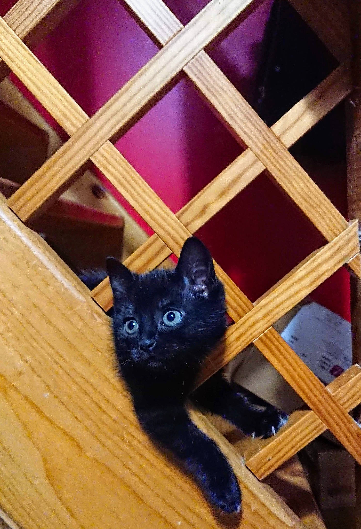 Calypse a rejoint le concours — aidez-le/la à gagner de superbes lots ! black_cat, carnivore, cat, domestic_short_haired_cat, electric_blue, fawn, felidae, flooring, fur, hardwood, pattern, purple, small_to_medium_sized_cats, snout, symmetry, tail, whiskers, window, wood, wood_stain