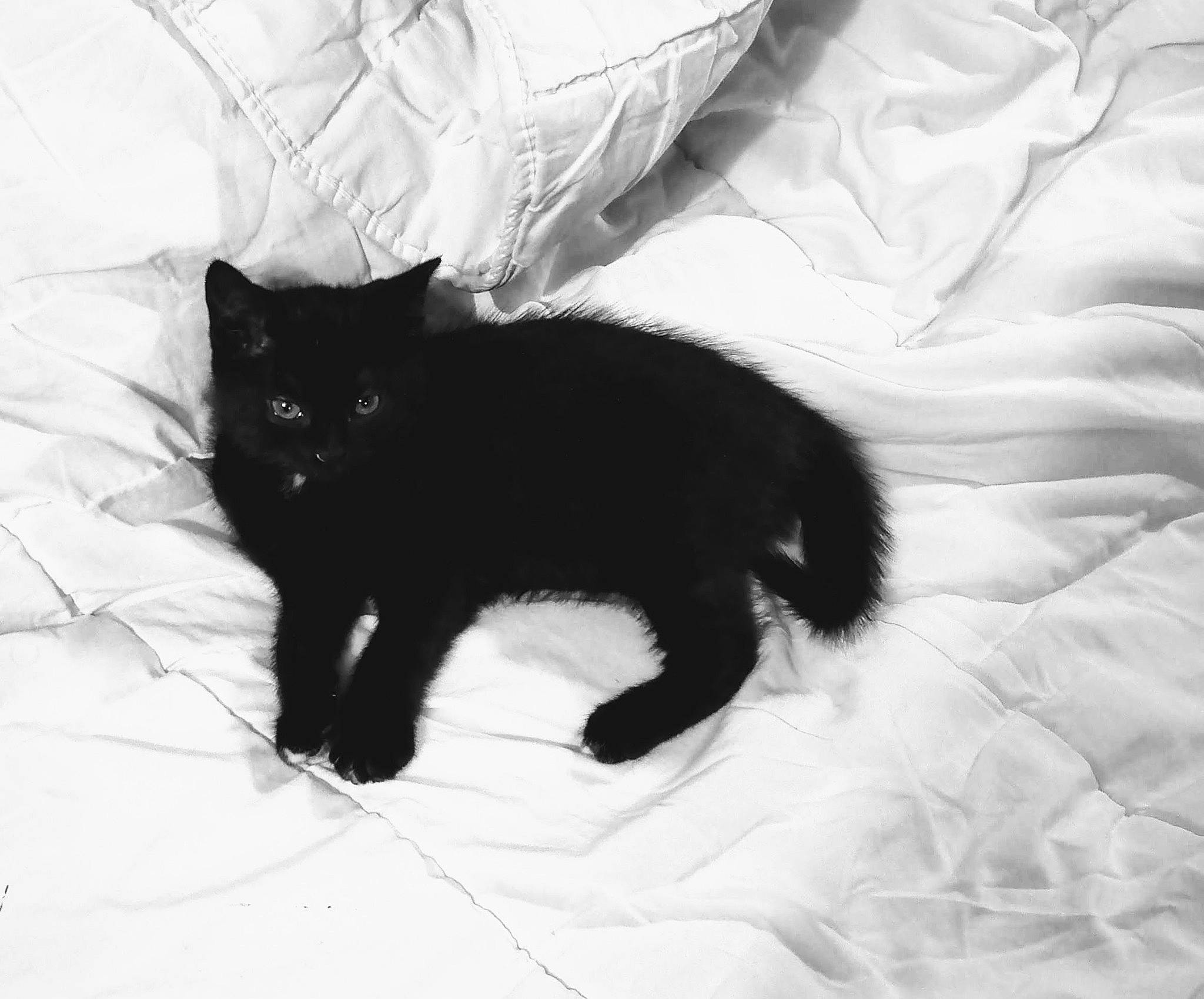 Calypse participe au concours pour gagner de l'argent avec cette photo : bed, bedding, black_cat, bombay, carnivore, cat, claw, comfort, domestic_short_haired_cat, felidae, fur, grey, linens, monochrome, monochrome_photography, room, small_to_medium_sized_cats, snout, tail, whiskers