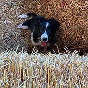Milow a rejoint le concours — aidez-le/la à gagner de superbes lots ! puppy, dog, hay, straw, animal, cute, black_and_white, tongue_out, farm, outdoor, pet, young_dog, fur, playful, smiling, looking_up, nature, friendly, adorable, barn