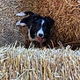 puppy, dog, hay, straw, animal, cute, black_and_white, tongue_out, farm, outdoor, pet, young_dog, fur, playful, smiling, looking_up, nature, friendly, adorable, barn
