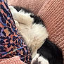Milow participe au concours pour gagner de l'argent avec cette photo : animal, black_and_white, blanket, closeup, colorful, cozy, cute, dog, fabric, fur, leopard_print, pet, pink, puppy, relaxation, resting, sleeping, snuggled, soft, textured