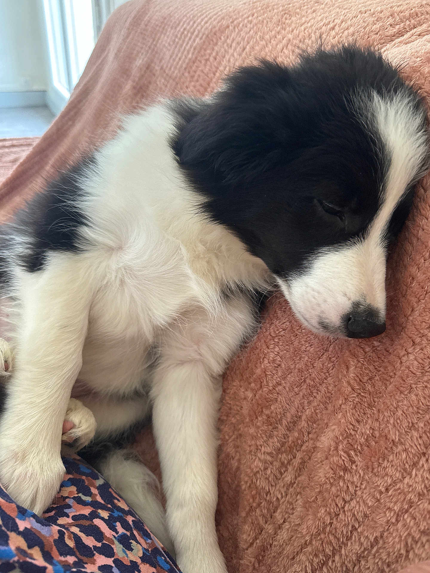Milow a rejoint le concours — aidez-le/la à gagner de superbes lots ! puppy, dog, sleeping, black_and_white, fur, pet, cute, cozy, blanket, indoor, resting, animal, young, soft, closeup, relaxed, comfort, adorable, nap, home
