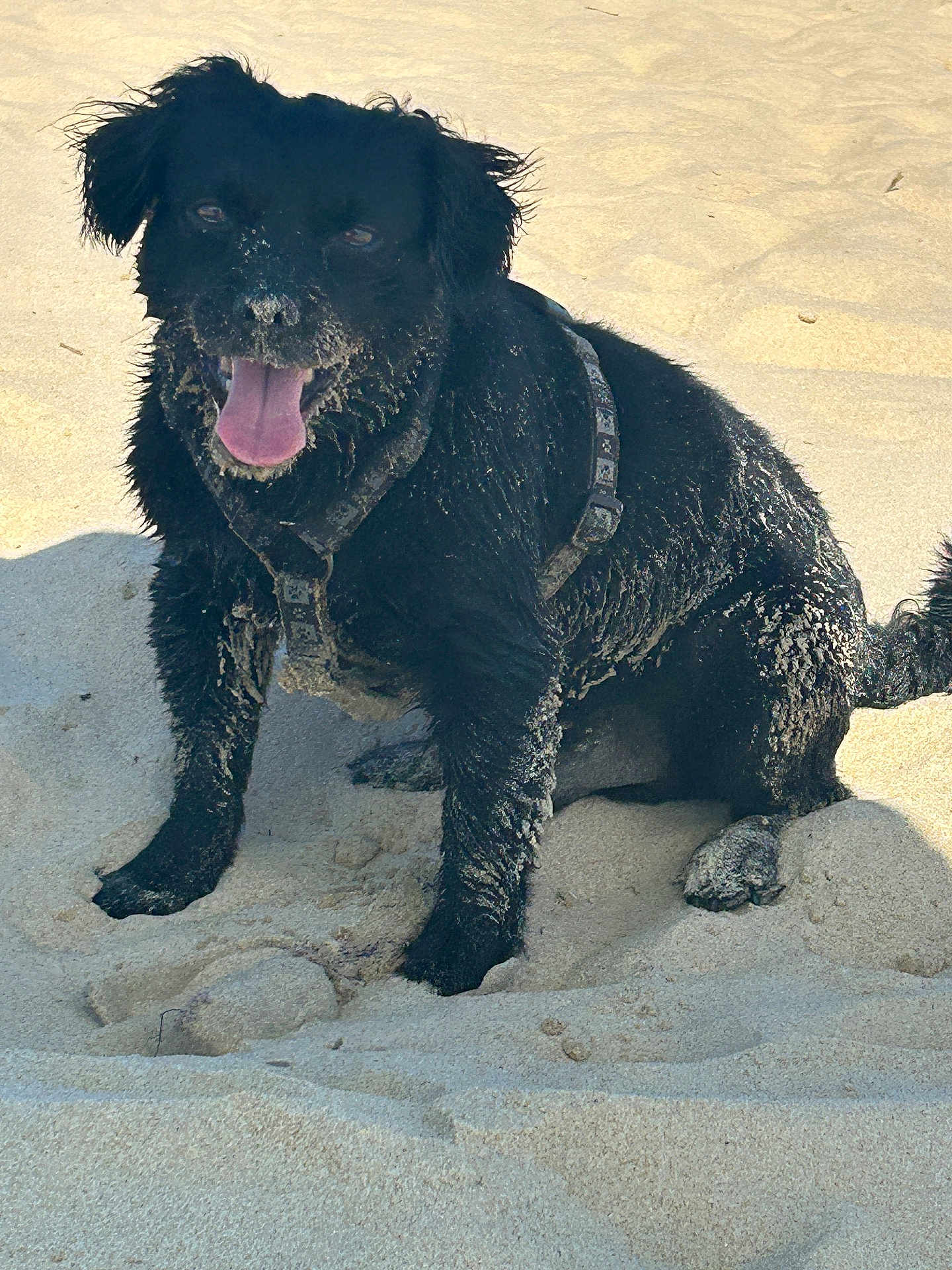 Denis Lagardere a rejoint le concours — aidez-le/la à gagner de superbes lots ! dog, black_dog, sand, beach, happy, tongue_out, sitting, canine, outdoor, sunlight, playful, pet, animal, fur, harness, nature, daytime, closeup, smiling, paw