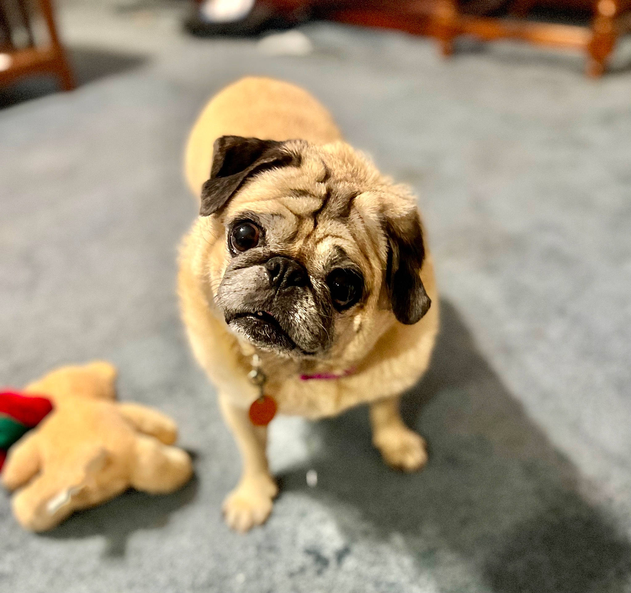 Juju joined the competition — help win amazing prizes! canidae, carnivore, companion_dog, dog, dog_breed, fawn, floor, flooring, foot, paw, pug, road_surface, snout, sporting_group, terrestrial_animal, toy_dog, whiskers, wood, working_animal, wrinkle