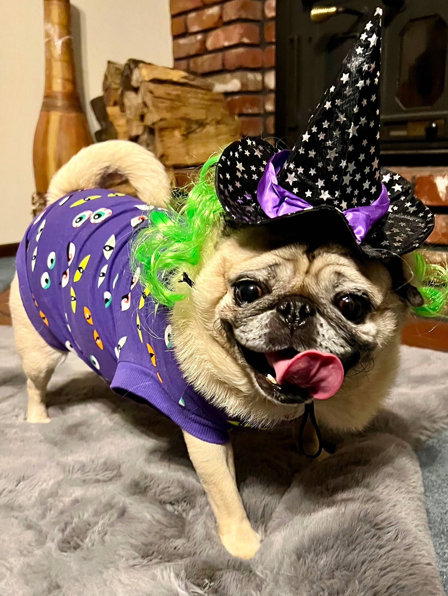 Juju joined the competition — help win amazing prizes! canidae, carnivore, collar, companion_dog, dog, dog_breed, dog_clothes, dog_collar, dog_supply, event, fashion_accessory, fawn, leash, party_hat, purple, snout, sporting_group, sunglasses, toy_dog, working_animal